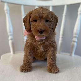 Harbor - Caramel female Australian Labradoodle puppy in Belding, Michigan from Rutu Australian Labradoodles