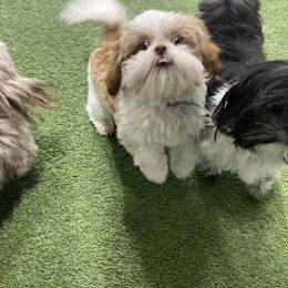 Shih Tzu Puppies from Casa de Santiago