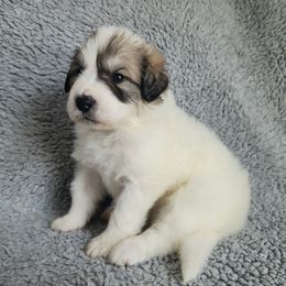 Molly - Pink collar - White and badger female Great Pyrenees puppy in Monmouth, Maine from Flewelling Great Pyrenees