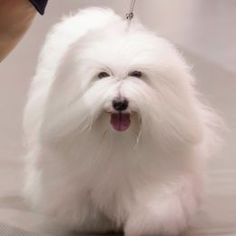 Cotons de Tulear from Kanto Cotons