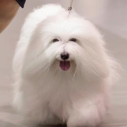Cotons de Tulear from Kanto Cotons