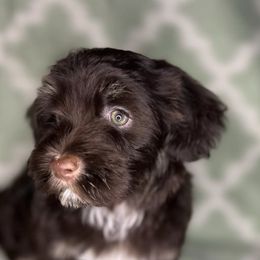 Havanese from LaBeouf Havanese’s