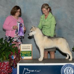 Double - Siberian Husky