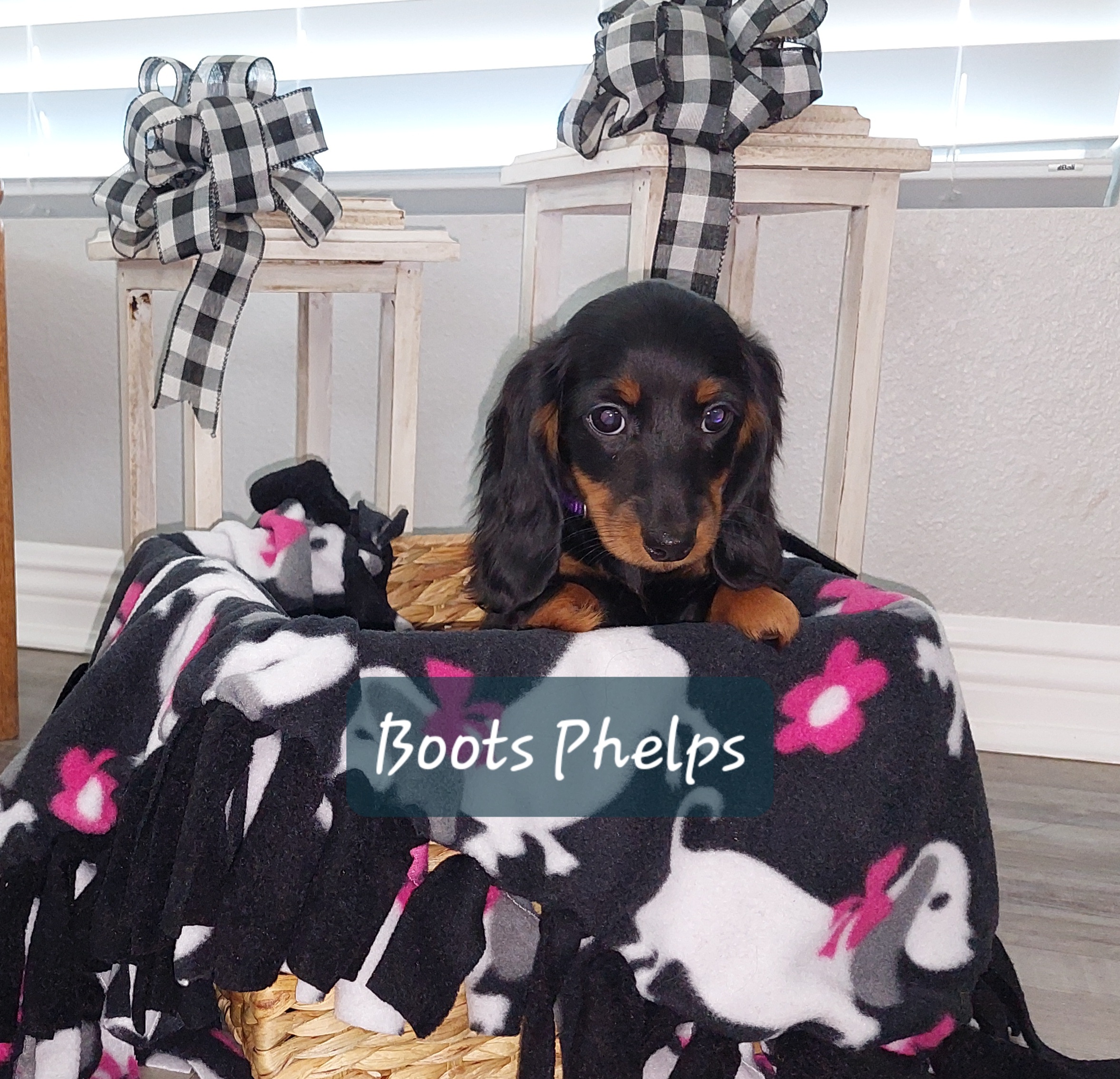 Girl 2 - Black and tan Dachshund puppy in Moreno Valley, California from Windy Ridge Miniatures