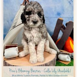 Calla Lily - Merle female Goldendoodle puppy in Waterford, Michigan from Oh My Doodness!