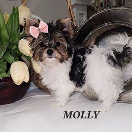 Molly - Black tan and white female Biewer Terrier puppy in Modesto, California from Granny's yorkshire Terrier Modesto California