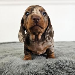 Chocolate and tan dapple female - Dapple female Dachshund puppy in Belle Rive, Illinois from Akin's Miniature Dachshunds, LLC