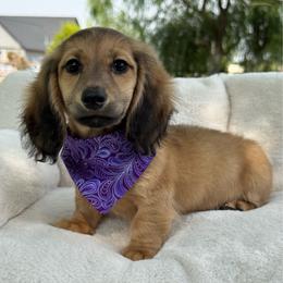 Splash - Cream male Dachshund puppy in Ontario, Oregon from Get A Long Little Doggie