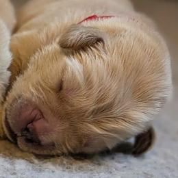 Boy 4 - Golden male Golden Retriever puppy in Kittanning, Pennsylvania from Shadomoon