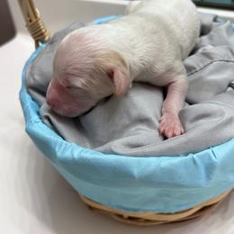 Meet panda boy red parti - Parti male Double Doodle puppy in Yoakum, Texas from The Scott’s Dood Ranch