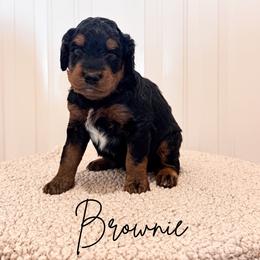 Brownie - Phantom male Goldendoodle puppy in Burleson, Texas from Kendall’s Kennel