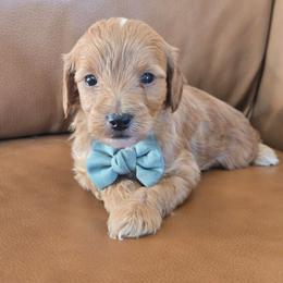 Cuddles - Apricot male Goldendoodle puppy in Mohnton, Pennsylvania from Stony Meadow Puppies