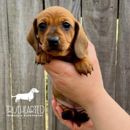 Ophelia - Red female Dachshund puppy in Royse City, Texas from Truehearted Miniature Dachshunds