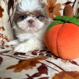 Happy - Tricolor male Shih Tzu puppy in Las Vegas, Nevada from Vegas Shih Tzus