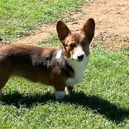 Coco - Pembroke Welsh Corgi
