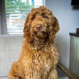 Lucy - Goldendoodle