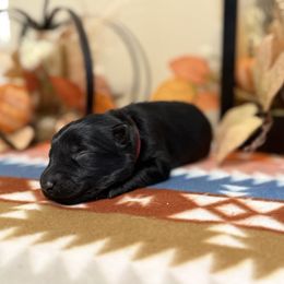 Red - Black female German Shepherd puppy in Columbus, Georgia from Blue Phoenix Shepherds