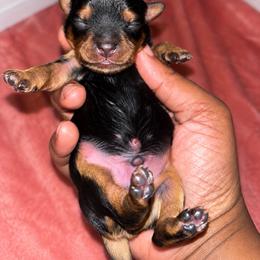 Spanky - Black and tan male Yorkshire Terrier puppy in Gastonia, North Carolina from Banks Dynasty Kennel