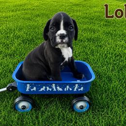 Loki - Brindle male Boxer puppy in Abilene, Texas from L&L Euro Boxers and Small Town Shih Tzus