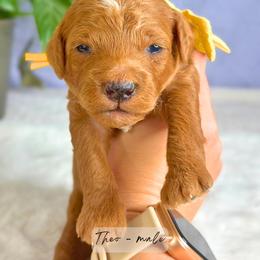 Theo - Red  male Goldendoodle puppy in Atlanta, Georgia from Teddy Puppies