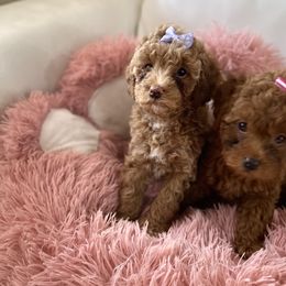 Poodle Puppies from Red toy poodles