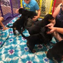 Rottweiler Puppies from Central Valley Rottweilers