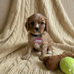 Maggie x Maxwell - Ruby female Cavalier King Charles Spaniel puppy in Pennsylvania from Julie's Cavalier King Charles Spaniels
