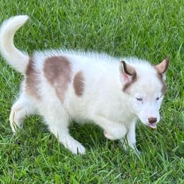 Natalie - Red and white female Siberian Husky puppy in Summerville, South Carolina from Carolina Husky Lodge