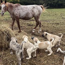 Anatolian Shepherd Dog puppies from Feather’s Glen Anatolians