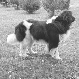 Waylon - Newfoundland