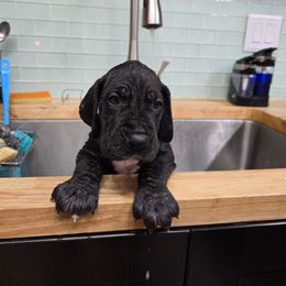 Norman - Black male Great Dane puppy in Gainesville, Florida from Your Cuddly Companions