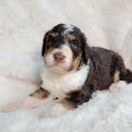 Ben - Tri-color male Bernedoodle puppy in Osage City, Kansas from Golden Ridge Goldens