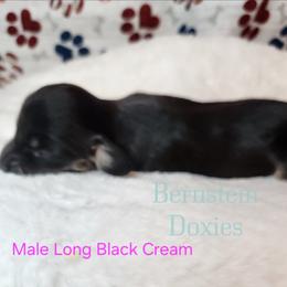 Boy 1 - Black and cream male Dachshund puppy in Lovell, Wyoming from Bernstein Doxies