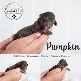 Pumpkin - Phantom female Goldendoodle puppy in Woodruff, South Carolina from Crooked Creek Doodles and Poodles