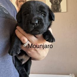 Mounjaro - Black male Labrador Retriever puppy in South Lyon, Michigan from Matoskah Meadows Labradors