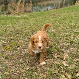 Denton - Apricot male Goldendoodle puppy in Pittsburg, Texas from Grace Springs Goldendoodles