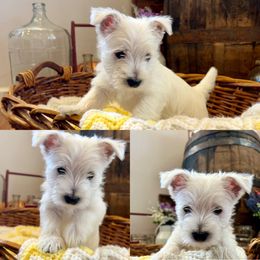 West Highland White Terrier Puppies from Butterfield's Westies