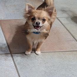 Lana - Chihuahua