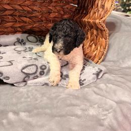 Yeti - Parti male Poodle puppy in Osage Beach, Missouri from Pups Are Us