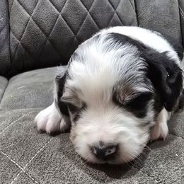 Gretel - Blue merle female Miniature American Shepherd puppy in Vancouver, Washington from BonDrew's Miniature American Shepherds