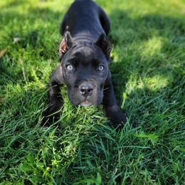 Cane Corso Puppies from JSM Corsos