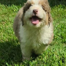 Aussiedoodle Puppies from Southern Charm Farms