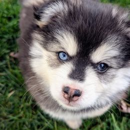 Peter - Pomsky puppy from Chi-Town Pomsky