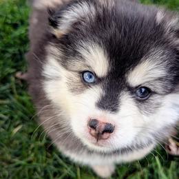 Peter - Pomsky puppy from Chi-Town Pomsky