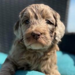Chick - Merle female Goldendoodle puppy in Monroe, North Carolina from Dreamland Aussies & Poodles