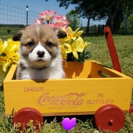 Girl 2 - Sable female Pembroke Welsh Corgi puppy in Centre, Alabama from Walker's AKC Corgis