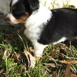Miniature American Shepherds and Miniature Australian Shepherds from ATX Mini Aussies