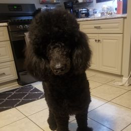 Meme - Poodle