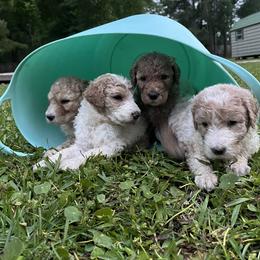 Goldendoodle Puppies from Southeast Texas doodles