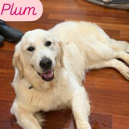 Plum - Golden Retriever